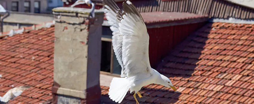 Residential Chimney Animal Removal Solution in Portland, TX