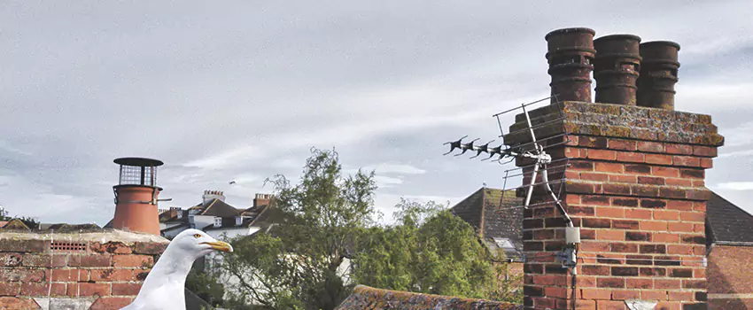 Chimney Cleaning And Restoration in Portland, Texas